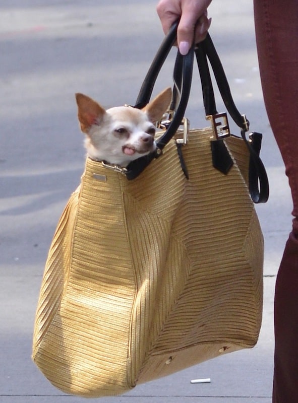 Katherine Heigl carries her Chihuahua, Gertrude, in a Fendi "Twins" shopper