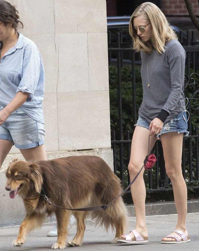 Amanda Seyfried walks her dog Finn in New York on August 27, 2015