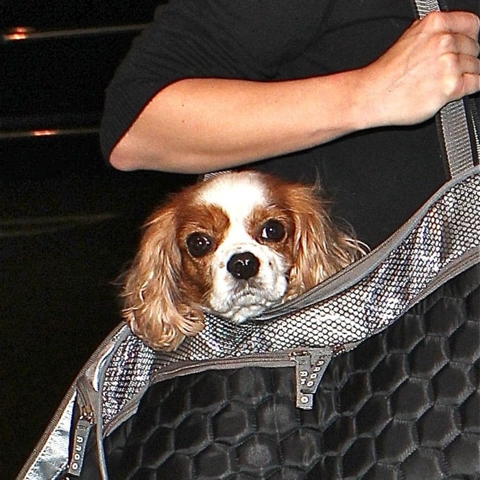 Julianne Hough arrives at Los Angeles International (LAX) airport with one of her Cavalier King Charles Spaniel dogs