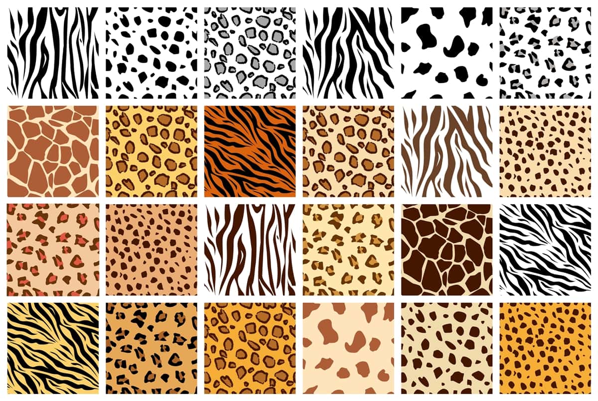 Leopard Print Animal Print Carpet Ubicaciondepersonas cdmx gob mx